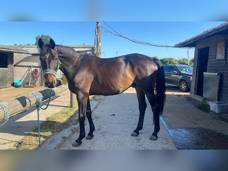 Trakehner Ruin 10 Jaar 173 cm Donkerbruin in Dublin