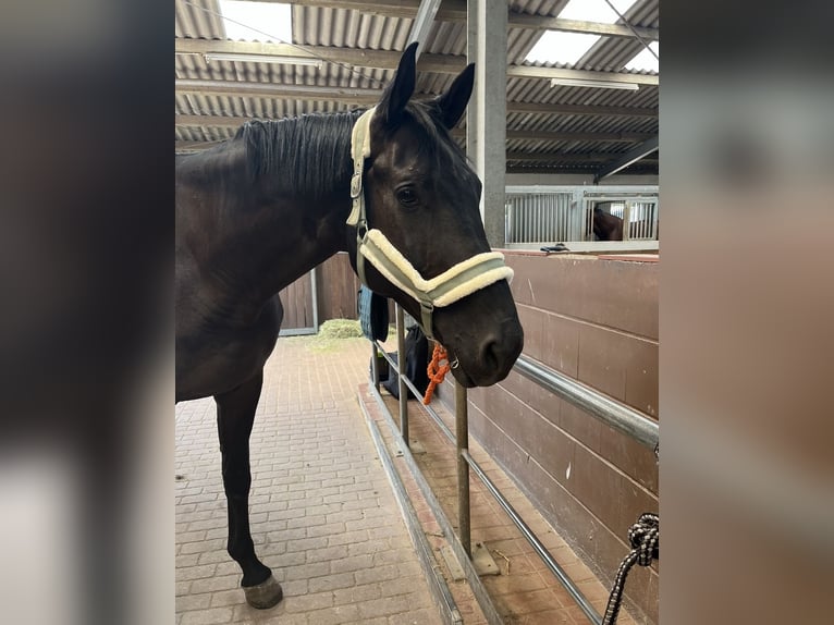 Trakehner Ruin 10 Jaar 173 cm Zwart in Willich