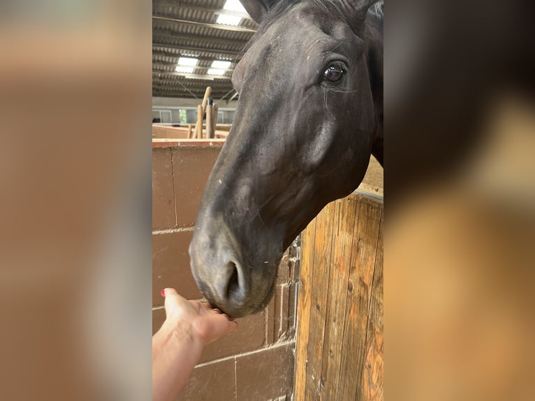 Trakehner Ruin 10 Jaar 173 cm Zwart in Willich