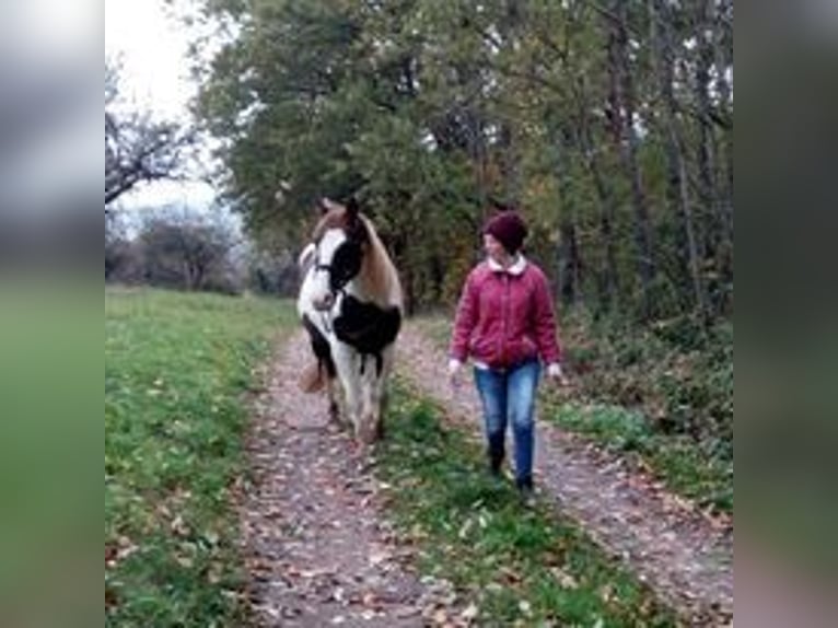 Trakehner Mix Ruin 11 Jaar 150 cm Gevlekt-paard in Rimbach