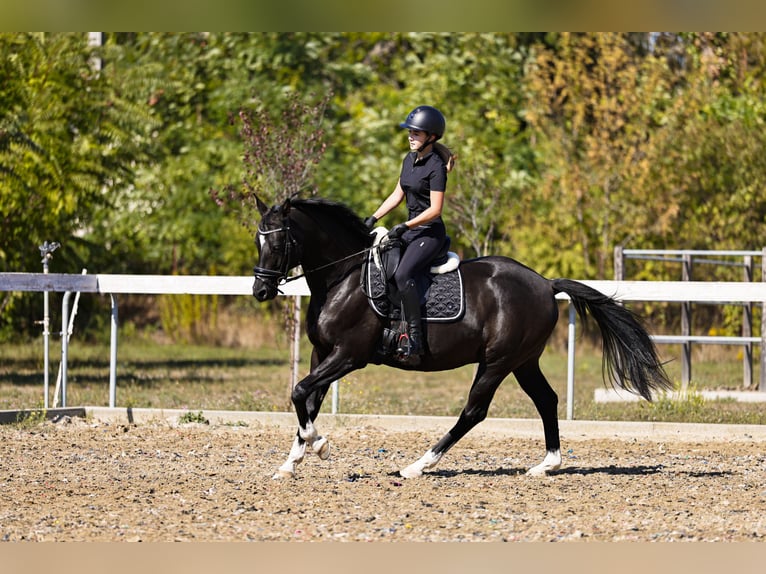 Trakehner Ruin 11 Jaar 162 cm Zwart in Sződliget