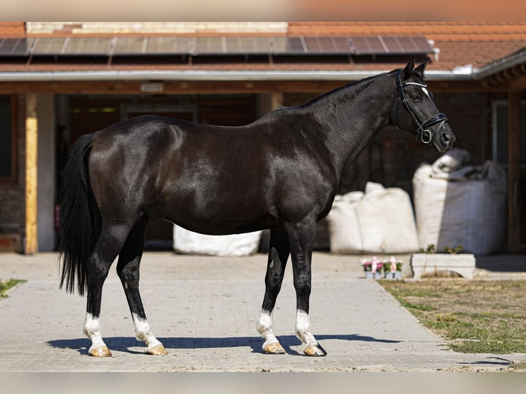 Trakehner Ruin 11 Jaar 162 cm Zwart in Sződliget