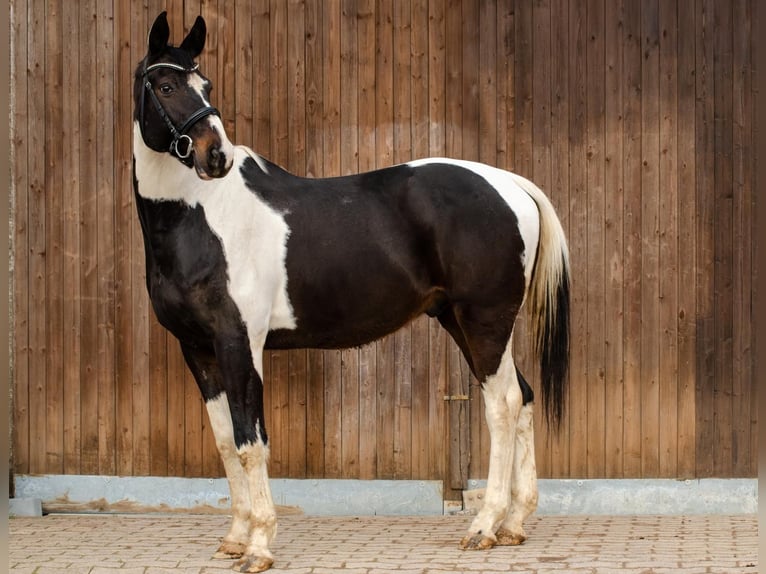 Trakehner Mix Ruin 11 Jaar 166 cm Gevlekt-paard in Springe