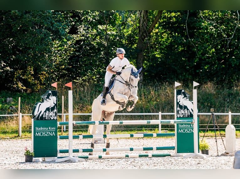 Trakehner Ruin 11 Jaar 166 cm Schimmel in Czarny Dunajec