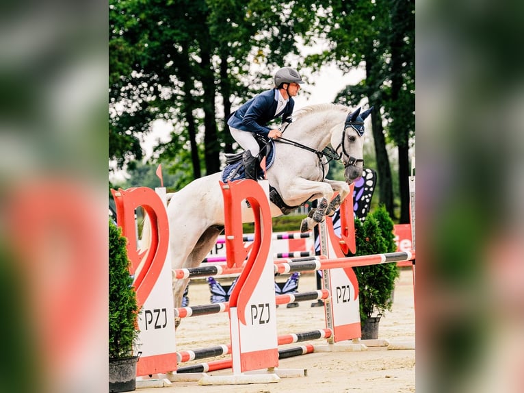 Trakehner Ruin 11 Jaar 166 cm Schimmel in Czarny Dunajec