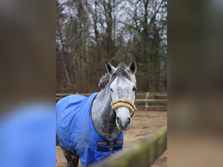 Trakehner Ruin 11 Jaar 167 cm Appelschimmel in Henstedt-Ulzburg