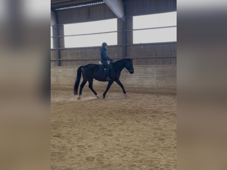 Trakehner Ruin 11 Jaar 170 cm Donkerbruin in Lamerdingen