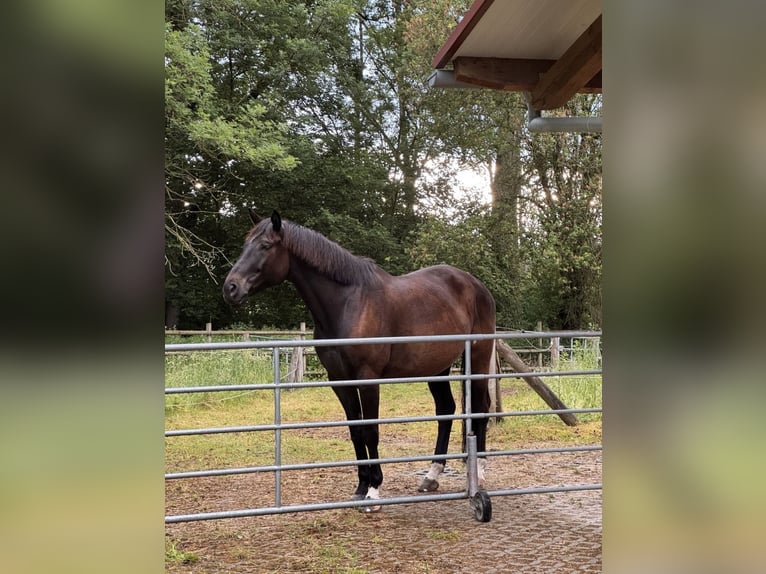 Trakehner Ruin 11 Jaar 170 cm Donkerbruin in Langenneufnach