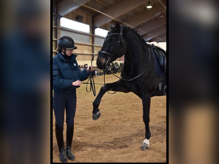 Trakehner Ruin 11 Jaar 170 cm Donkerbruin in Langenneufnach