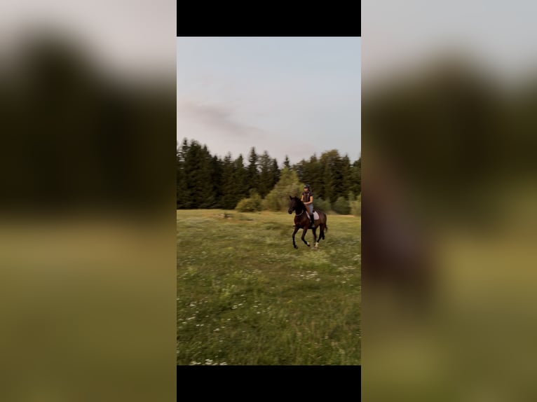 Trakehner Ruin 11 Jaar 170 cm Donkerbruin in Langenneufnach