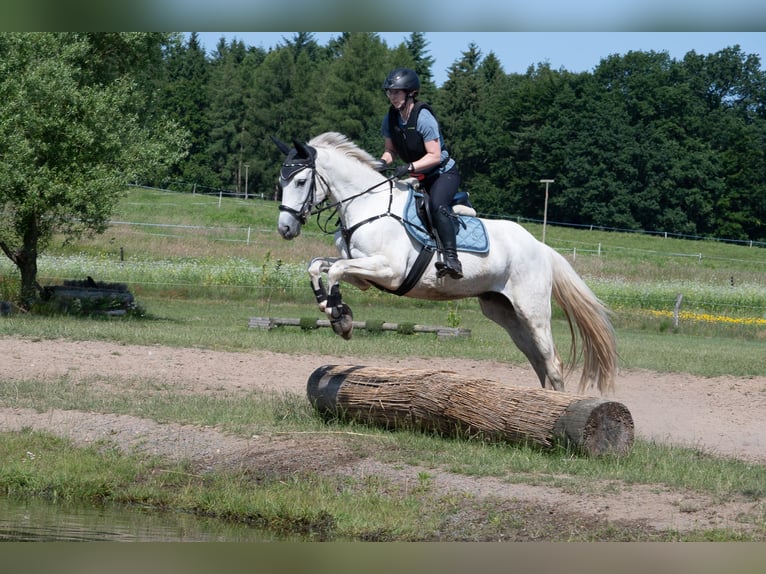Trakehner Ruin 12 Jaar 158 cm Schimmel in Norderstedt