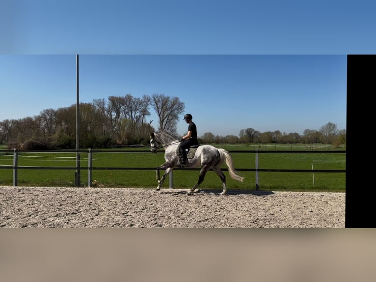 Trakehner Ruin 12 Jaar 167 cm Schimmel in Rheinberg