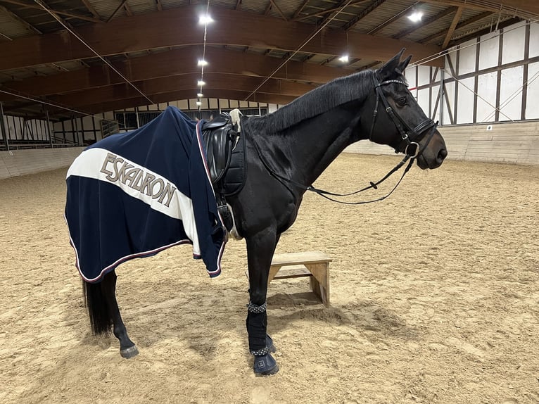 Trakehner Ruin 12 Jaar 168 cm Zwartbruin in Bad Hersfeld