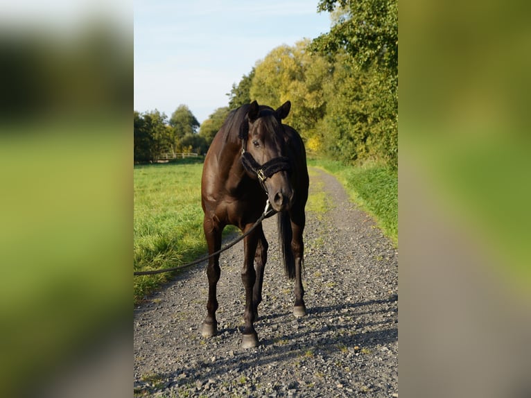 Trakehner Ruin 12 Jaar 168 cm Zwartbruin in Bad Hersfeld