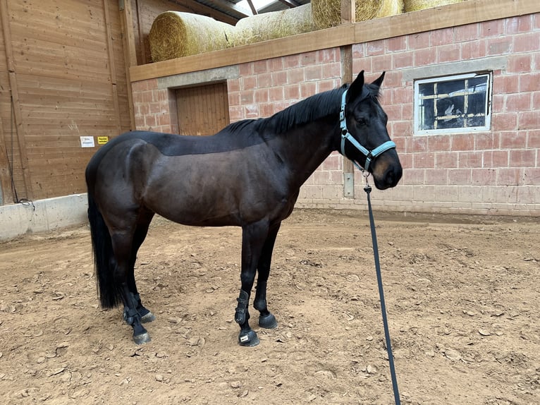 Trakehner Ruin 12 Jaar 168 cm Zwartbruin in Bad Hersfeld