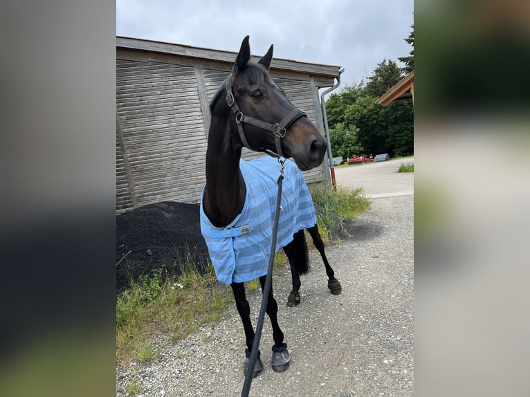 Trakehner Ruin 12 Jaar 168 cm Zwartbruin in Bad Hersfeld