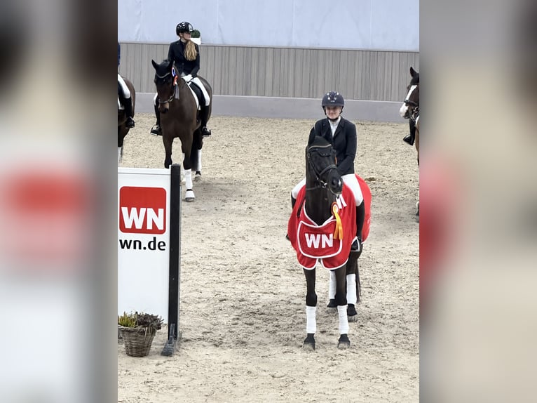 Trakehner Ruin 12 Jaar 169 cm Zwart in Telgte