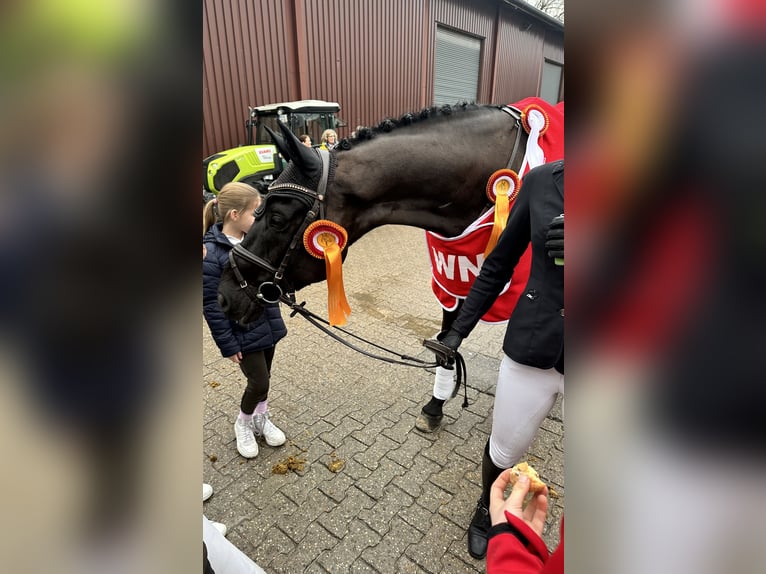 Trakehner Ruin 12 Jaar 169 cm Zwart in Telgte