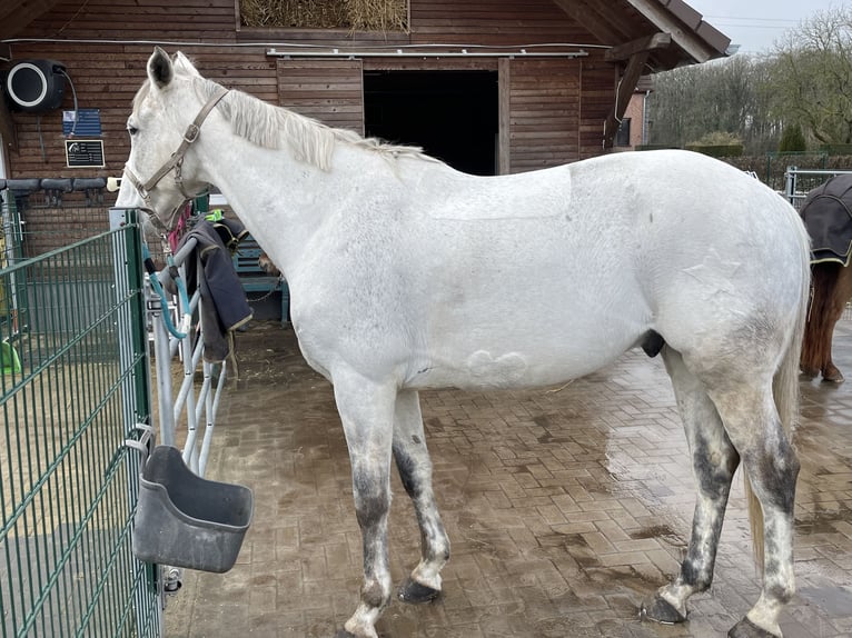 Trakehner Ruin 12 Jaar 170 cm Schimmel in Hamm