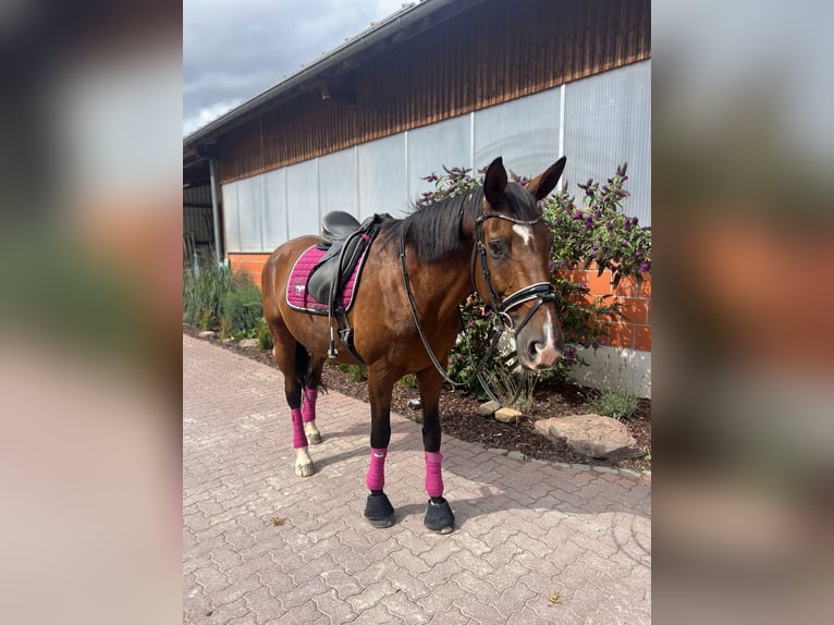 Trakehner Ruin 12 Jaar 174 cm Bruin in Hattersheim