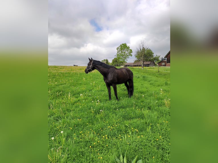 Trakehner Ruin 12 Jaar 178 cm Zwart in Herbertingen