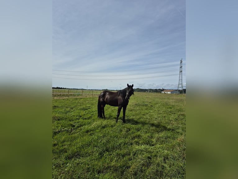 Trakehner Ruin 12 Jaar 178 cm Zwart in Herbertingen