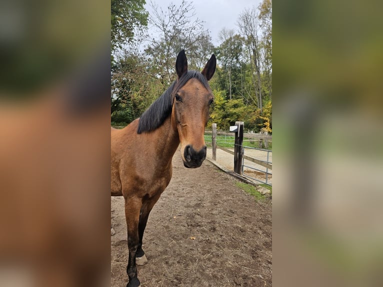 Trakehner Ruin 13 Jaar 157 cm Bruin in Mayen
