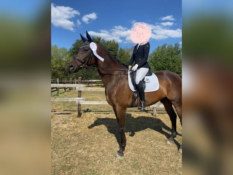 Trakehner Ruin 13 Jaar 179 cm Donkerbruin in Ruppichteroth