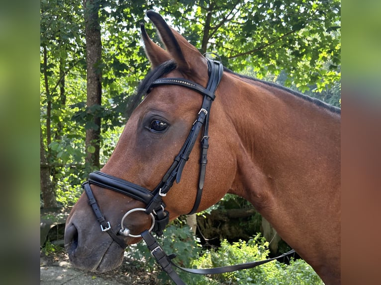 Trakehner Ruin 14 Jaar 164 cm Bruin in Sankt Johann