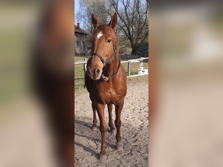 Trakehner Ruin 14 Jaar 165 cm Vos in Gleichen