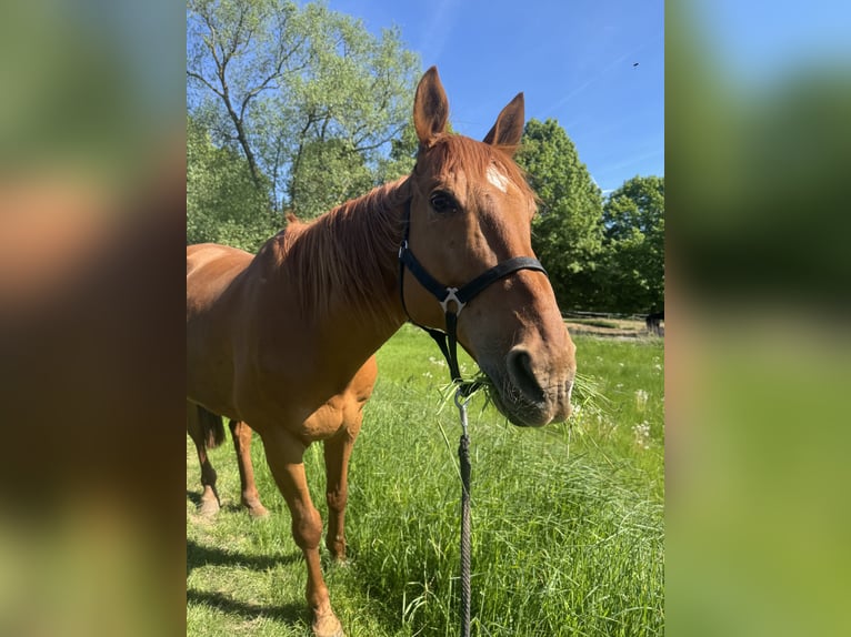 Trakehner Ruin 14 Jaar 165 cm Vos in Gleichen