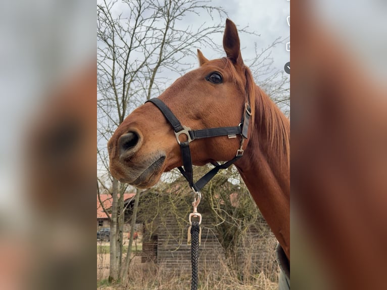 Trakehner Ruin 14 Jaar 165 cm Vos in Gleichen