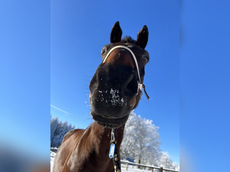 Trakehner Ruin 14 Jaar 170 cm Donkerbruin in Weywertz