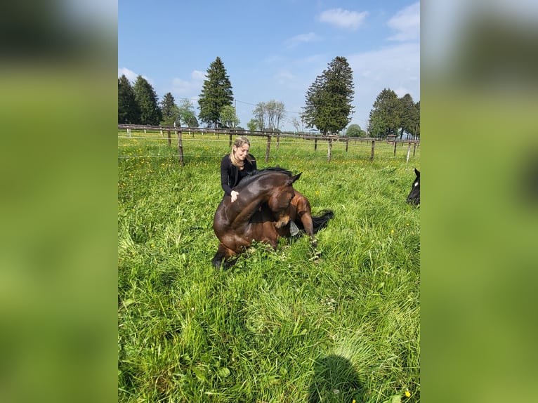 Trakehner Ruin 14 Jaar 170 cm Donkerbruin in Weywertz