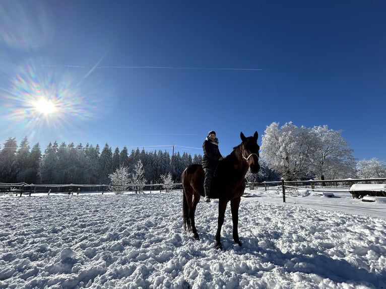 Trakehner Ruin 14 Jaar 170 cm Donkerbruin in Weywertz