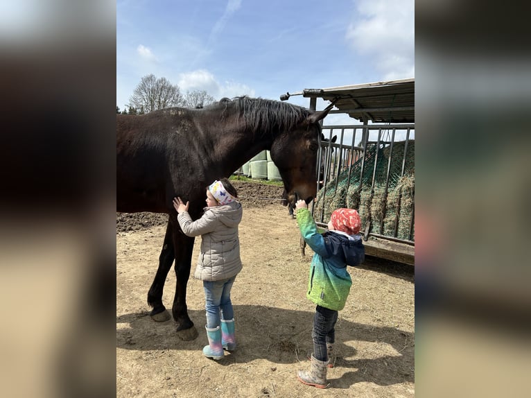 Trakehner Ruin 14 Jaar 170 cm Donkerbruin in Weywertz