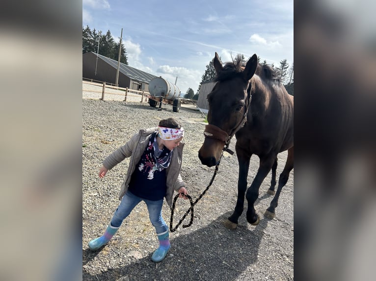 Trakehner Ruin 14 Jaar 170 cm Donkerbruin in Weywertz