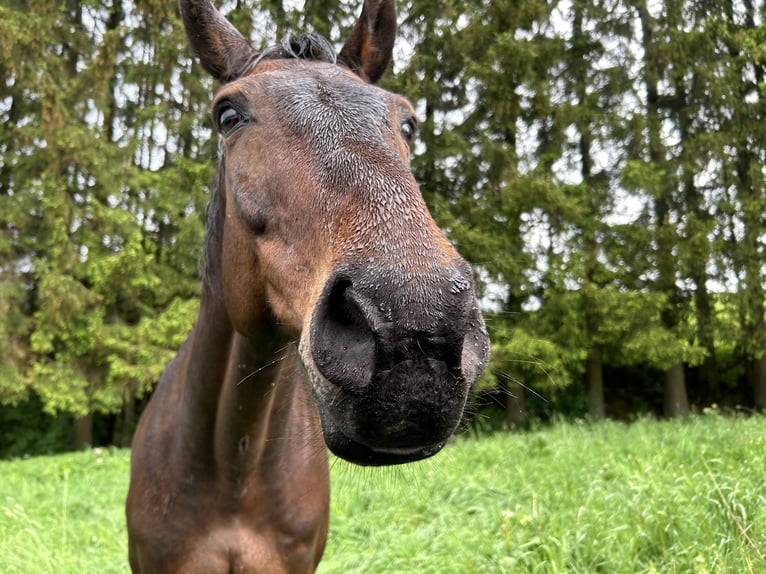 Trakehner Ruin 14 Jaar 170 cm Donkerbruin in Weywertz