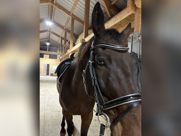 Trakehner Ruin 14 Jaar 170 cm Donkerbruin in Weywertz