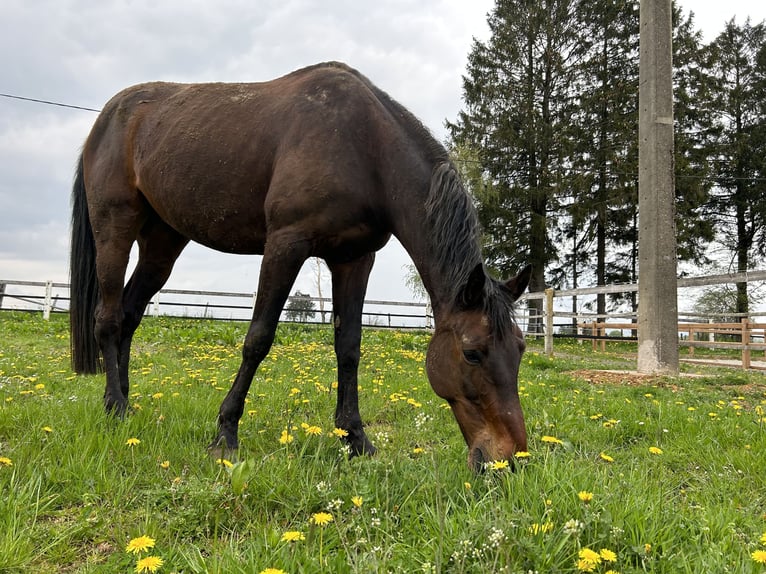 Trakehner Ruin 14 Jaar 170 cm Donkerbruin in Weywertz