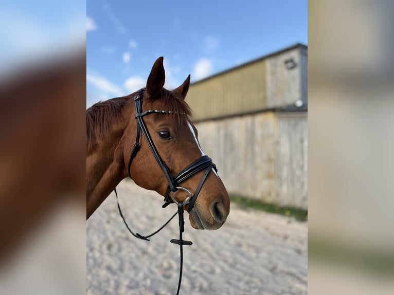 Trakehner Ruin 14 Jaar 170 cm Vos in Bad Dürrheim