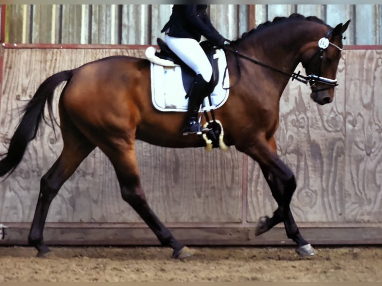 Trakehner Ruin 14 Jaar 177 cm Donkerbruin in Emden