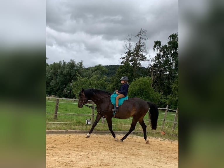 Trakehner Ruin 15 Jaar 168 cm Zwartbruin in Bodenwerder