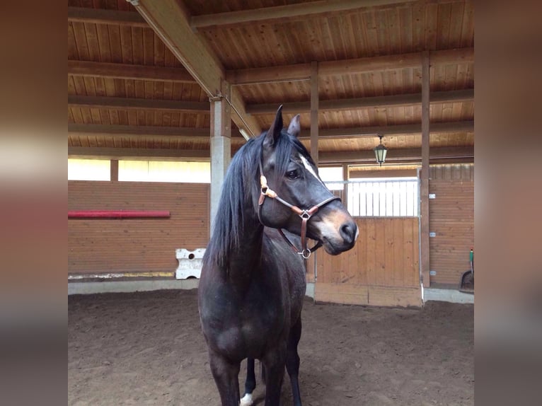 Trakehner Ruin 15 Jaar 168 cm Zwartbruin in Bodenwerder