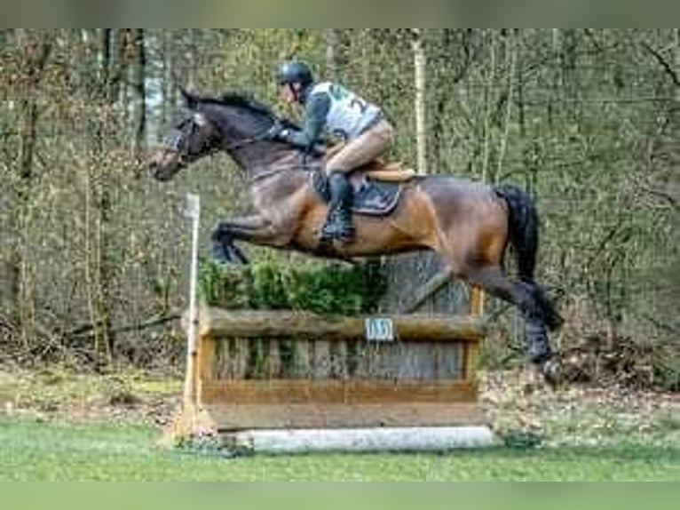 Trakehner Ruin 15 Jaar 169 cm Bruin in Dentergem