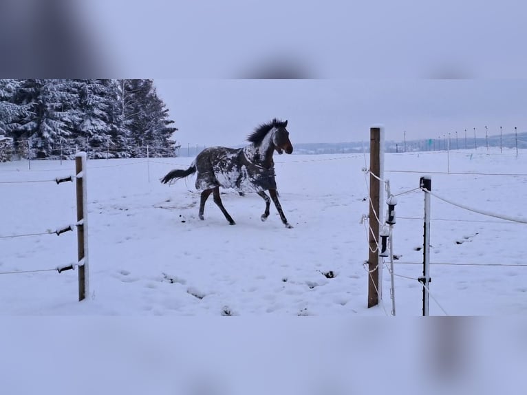 Trakehner Ruin 15 Jaar 175 cm Bruin in Erolzheim