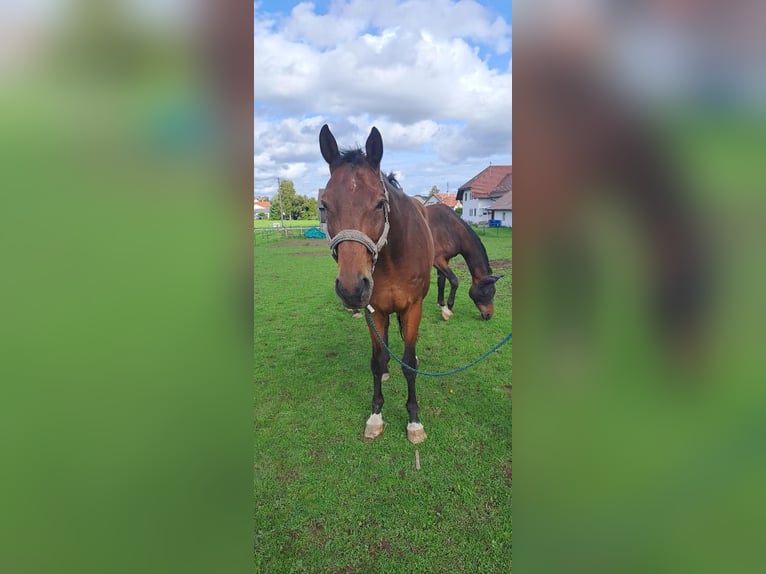 Trakehner Ruin 15 Jaar 175 cm Bruin in Erolzheim