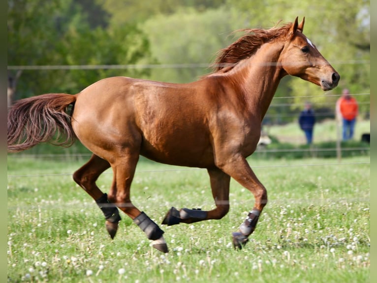 Trakehner Ruin 16 Jaar 162 cm  in Bremen