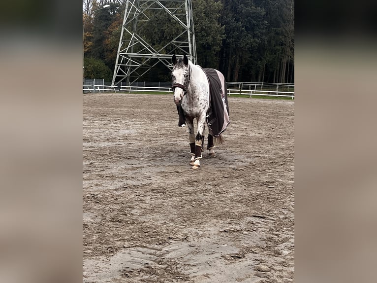 Trakehner Mix Ruin 16 Jaar 163 cm Gevlekt-paard in Heist