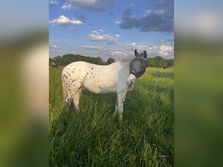 Trakehner Mix Ruin 16 Jaar 163 cm Gevlekt-paard in Heist